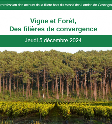 vigne et forêt